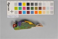 胡錦鳥藏品圖，第5張